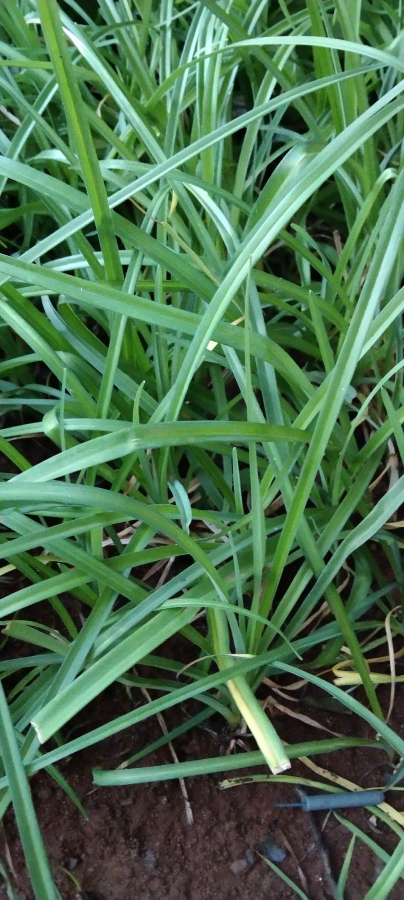 黄花菜根