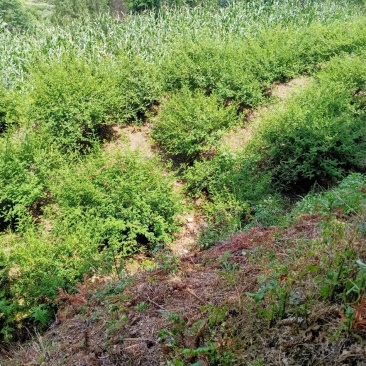贵州刺梨