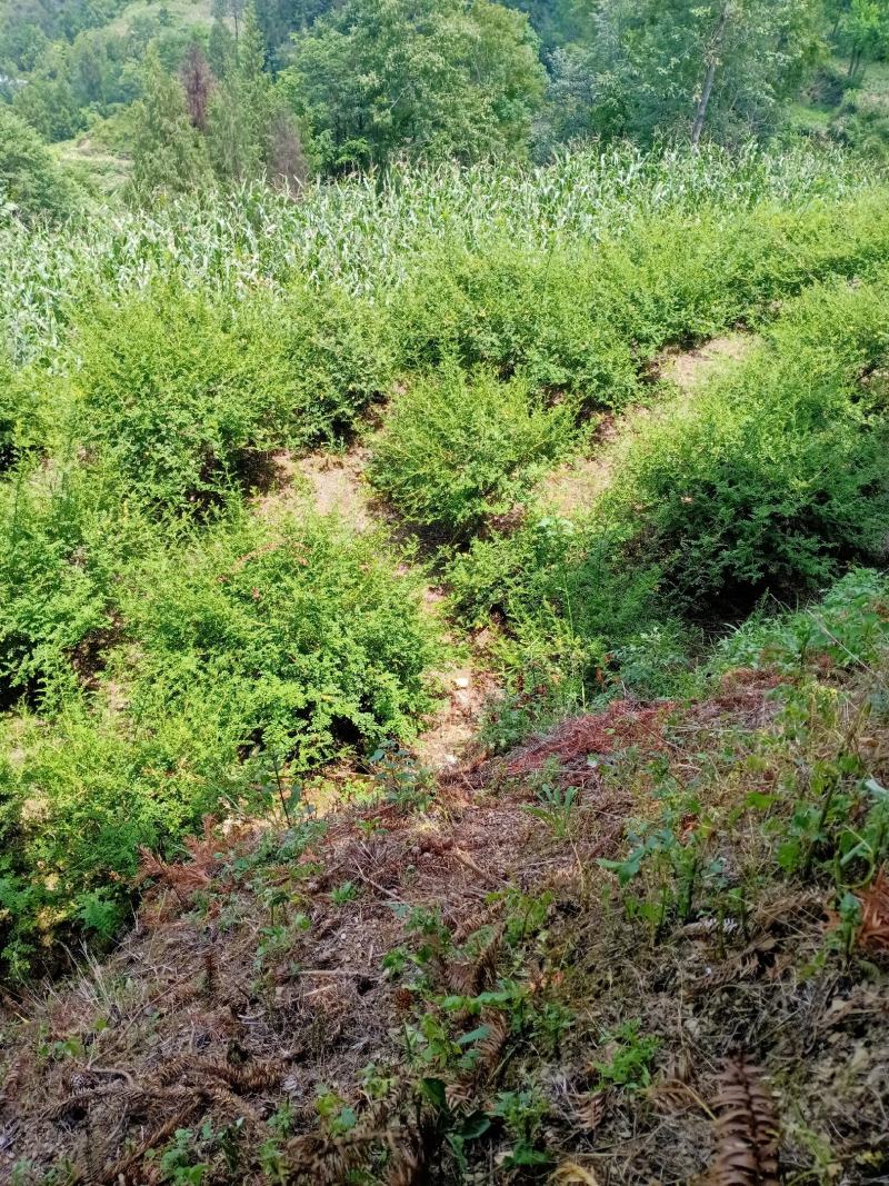 贵州刺梨