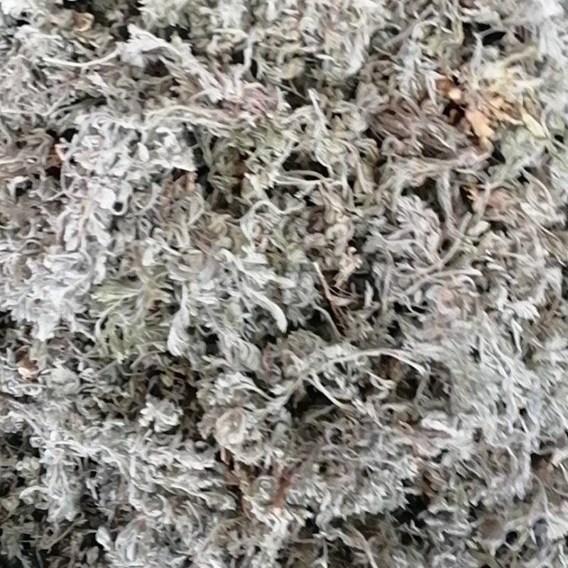 绵茵陈，产地直供，量大从优
