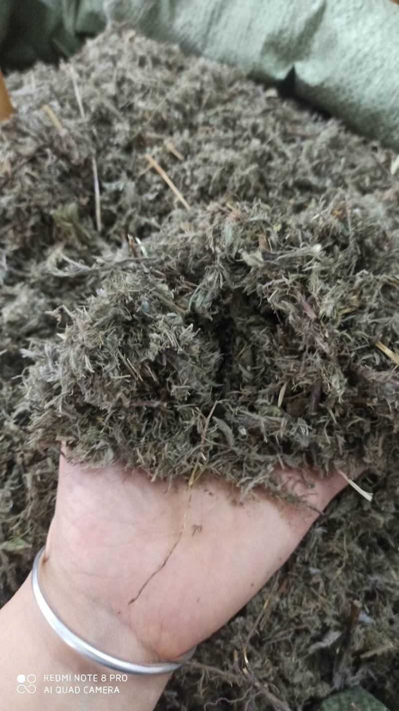 绵茵陈，产地直供，量大从优