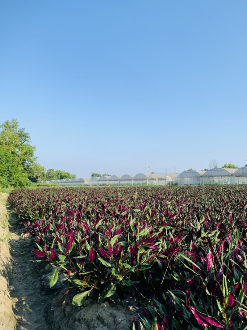 成都市郫都区血皮菜基地直采新鲜冷藏