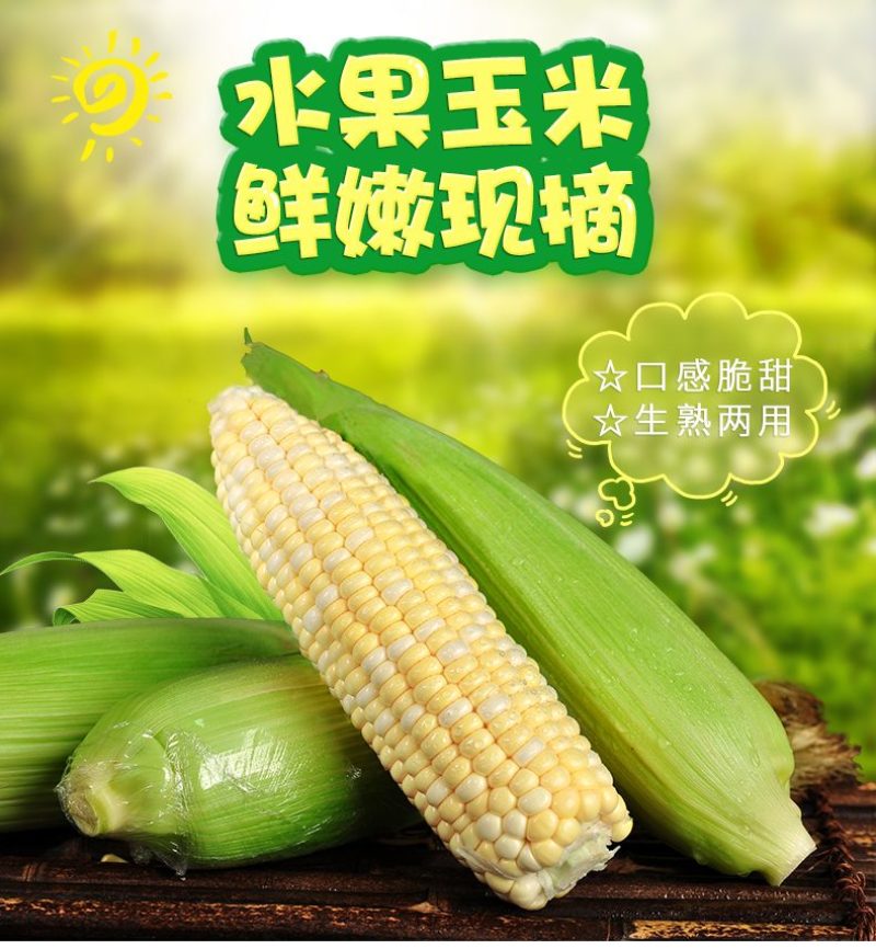 兰州水果玉米白糯玉米彩糯玉米双色玉米产地直供