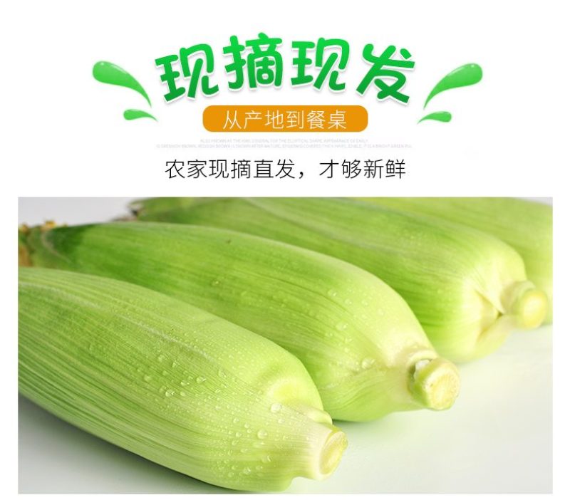 兰州水果玉米白糯玉米彩糯玉米双色玉米产地直供