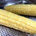 兰州水果玉米白糯玉米彩糯玉米双色玉米产地直供