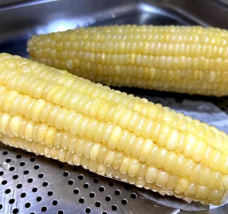 兰州水果玉米白糯玉米彩糯玉米双色玉米产地直供