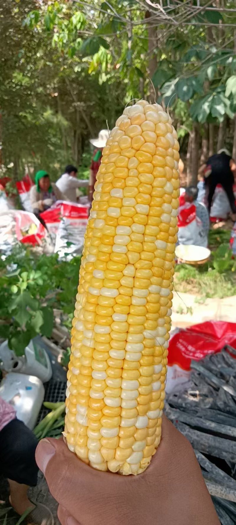兰州水果玉米白糯玉米彩糯玉米双色玉米产地直供