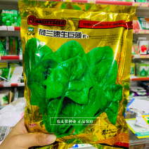 国外原种繁育抗病耐寒耐热大叶菠菜种子荷兰速生巨菠菠菜种籽