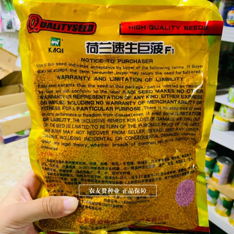 国外原种繁育抗病耐寒耐热大叶菠菜种子荷兰速生巨菠菠菜种籽