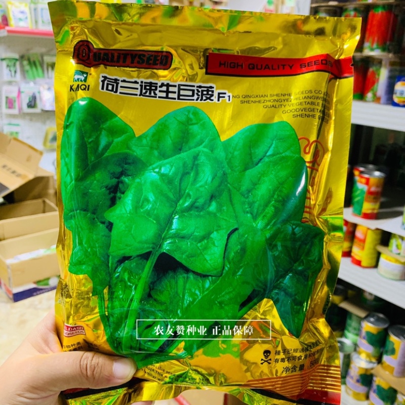 国外原种繁育抗病耐寒耐热大叶菠菜种子荷兰速生巨菠菠菜种籽
