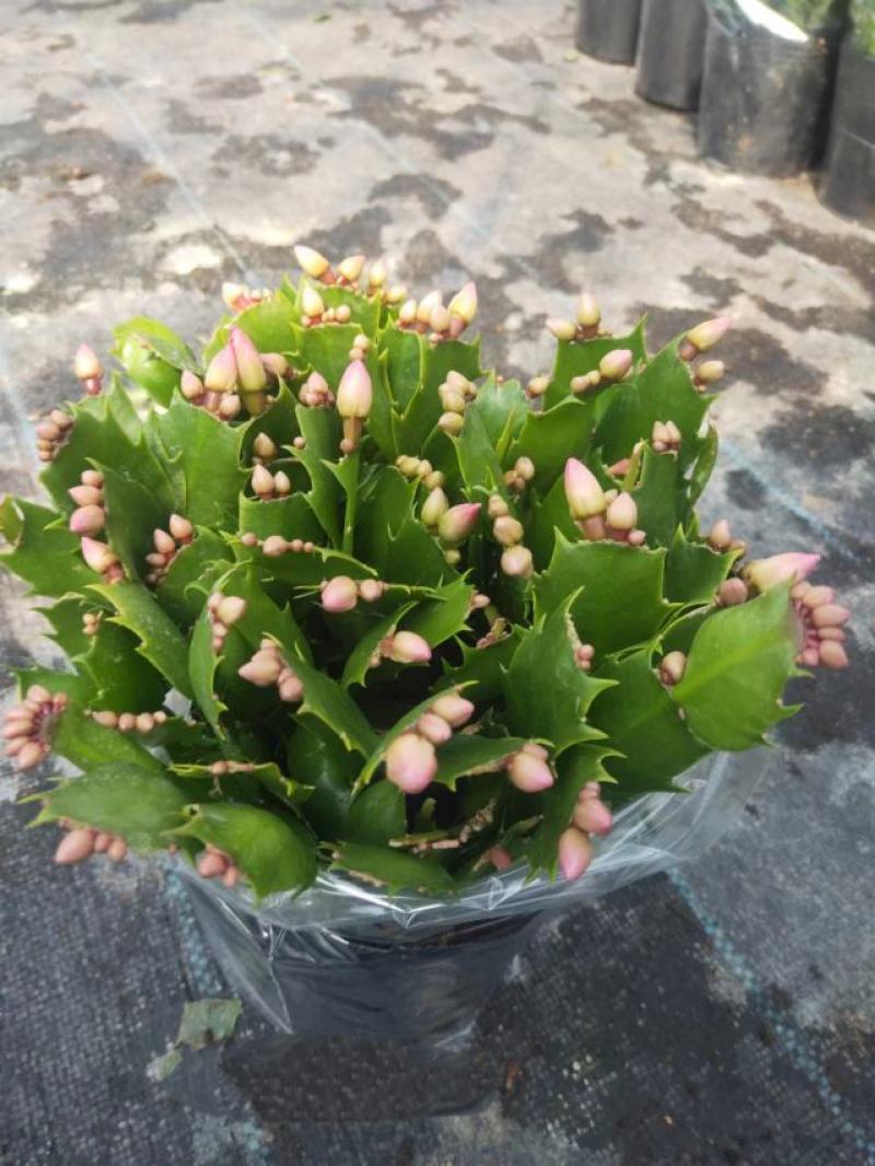 蟹爪兰，带花苞，量大优惠，支持现场视频看货，品质保证