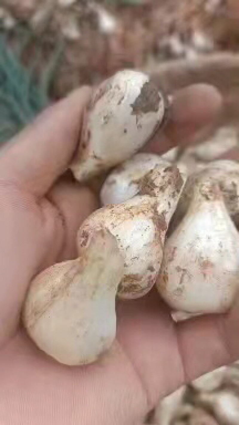 云南高山旱地藠头，精品藠头商品货个头紧实，藠头圆头独果。