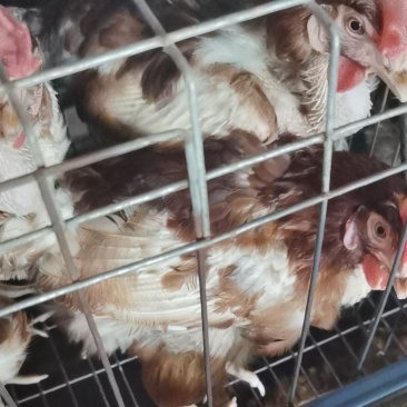 长期每天销售蛋鸡老母鸡