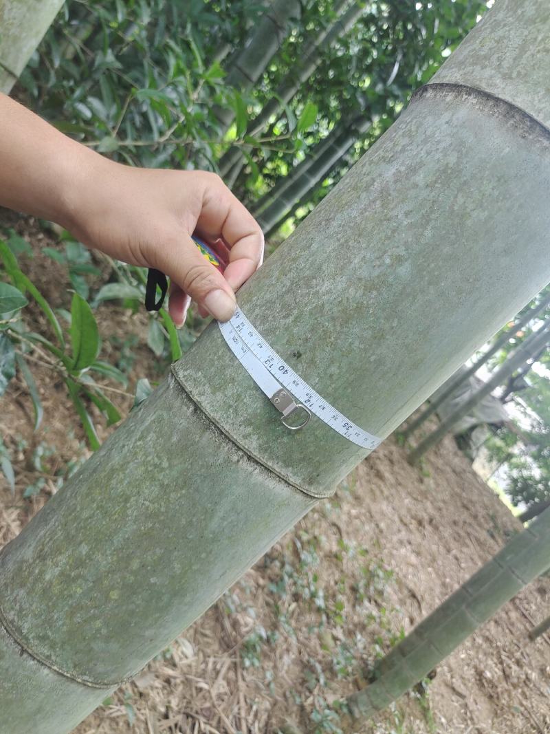 12-16寸精品竹子出售，精品楠竹，量大从优