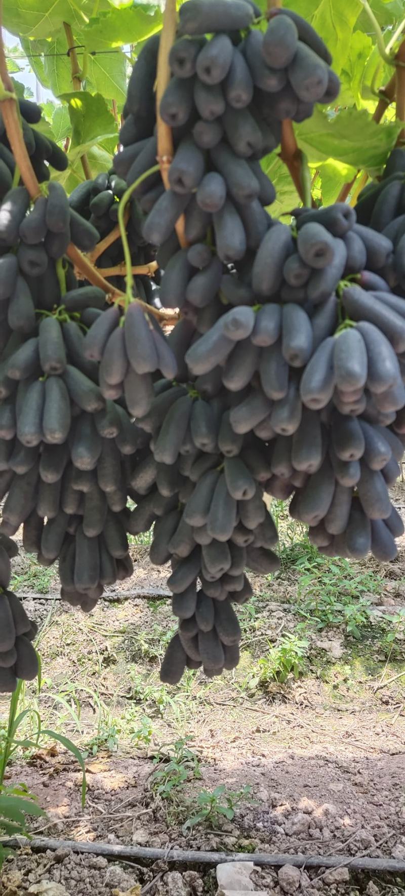 蓝宝石葡萄，味道鲜甜，货源充足，欢迎各位老板采购