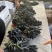 蓝宝石葡萄,味道鲜甜,货源充足,欢迎各位老板采购