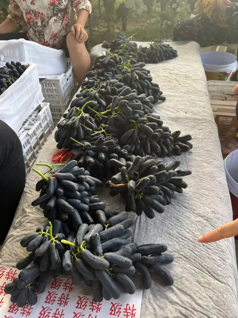 蓝宝石葡萄，味道鲜甜，货源充足，欢迎各位老板采购