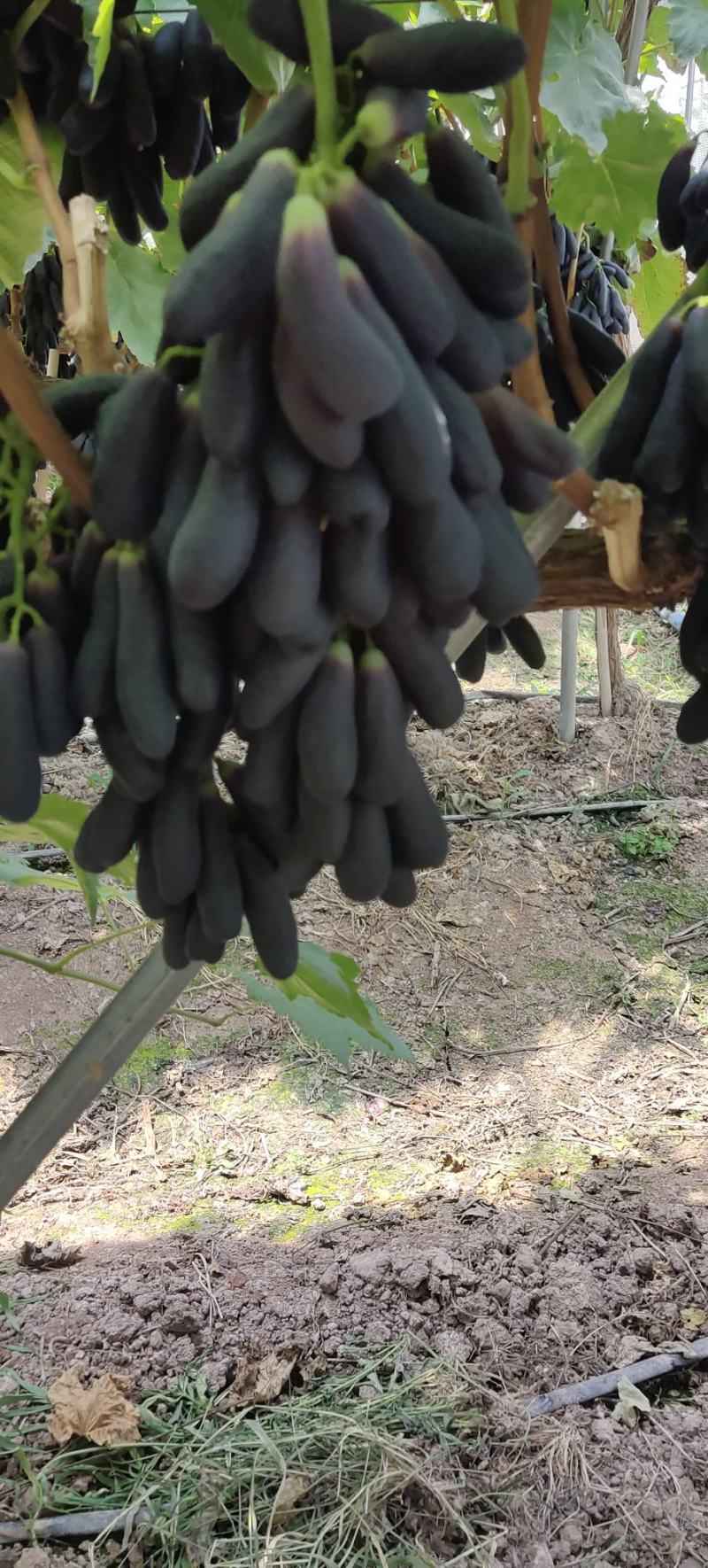 蓝宝石葡萄，味道鲜甜，货源充足，欢迎各位老板采购