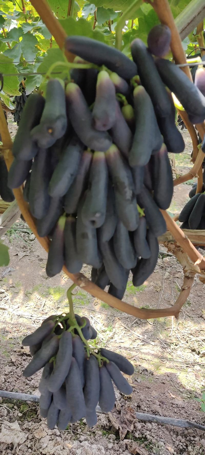 蓝宝石葡萄，味道鲜甜，货源充足，欢迎各位老板采购
