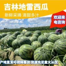 吉林白城地雷瓜现货供应口感甜度个头均匀一手货源