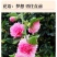 瓣蜀葵花种子蜀葵种籽春四季播室内外庭院盆栽易种一丈红花种