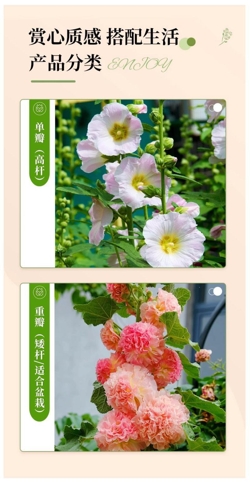 瓣蜀葵花种子蜀葵种籽春四季播室内外庭院盆栽易种一丈红花种