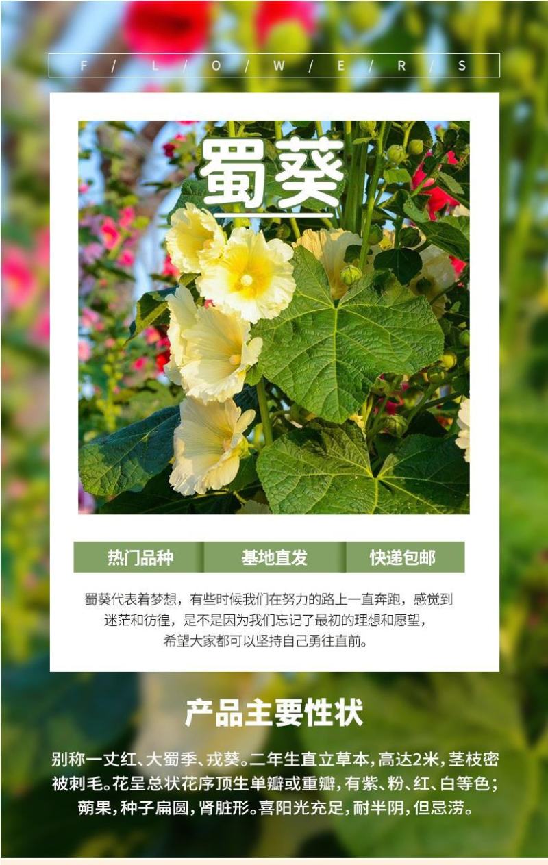 瓣蜀葵花种子蜀葵种籽春四季播室内外庭院盆栽易种一丈红花种