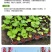 瓣蜀葵花种子蜀葵种籽春四季播室内外庭院盆栽易种一丈红花种