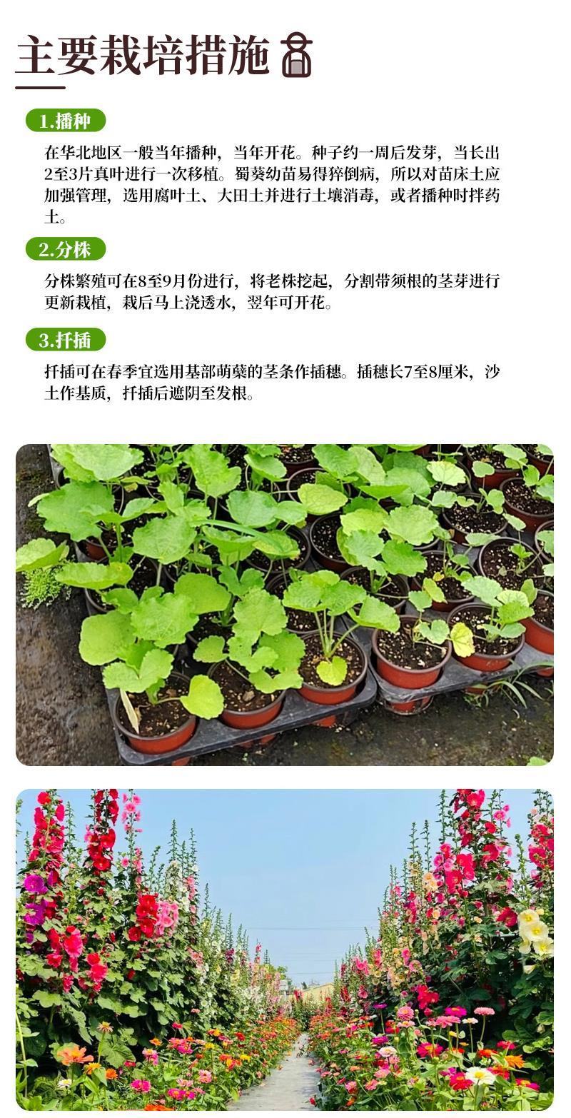 瓣蜀葵花种子蜀葵种籽春四季播室内外庭院盆栽易种一丈红花种