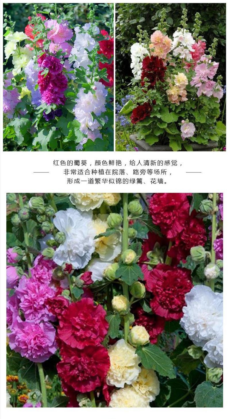 瓣蜀葵花种子蜀葵种籽春四季播室内外庭院盆栽易种一丈红花种