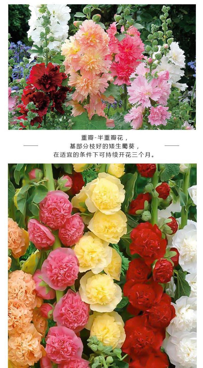 瓣蜀葵花种子蜀葵种籽春四季播室内外庭院盆栽易种一丈红花种