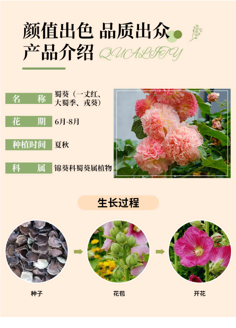瓣蜀葵花种子蜀葵种籽春四季播室内外庭院盆栽易种一丈红花种