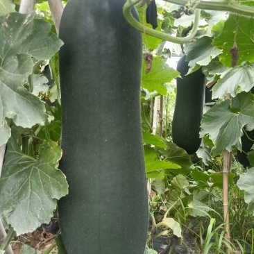 精品黑皮吊瓜，品质好，价格美