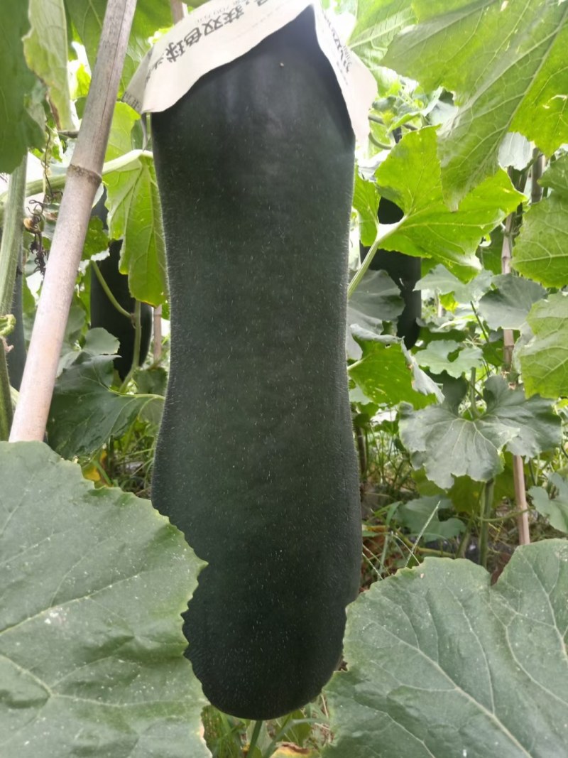 精品黑皮吊瓜，品质好，价格美
