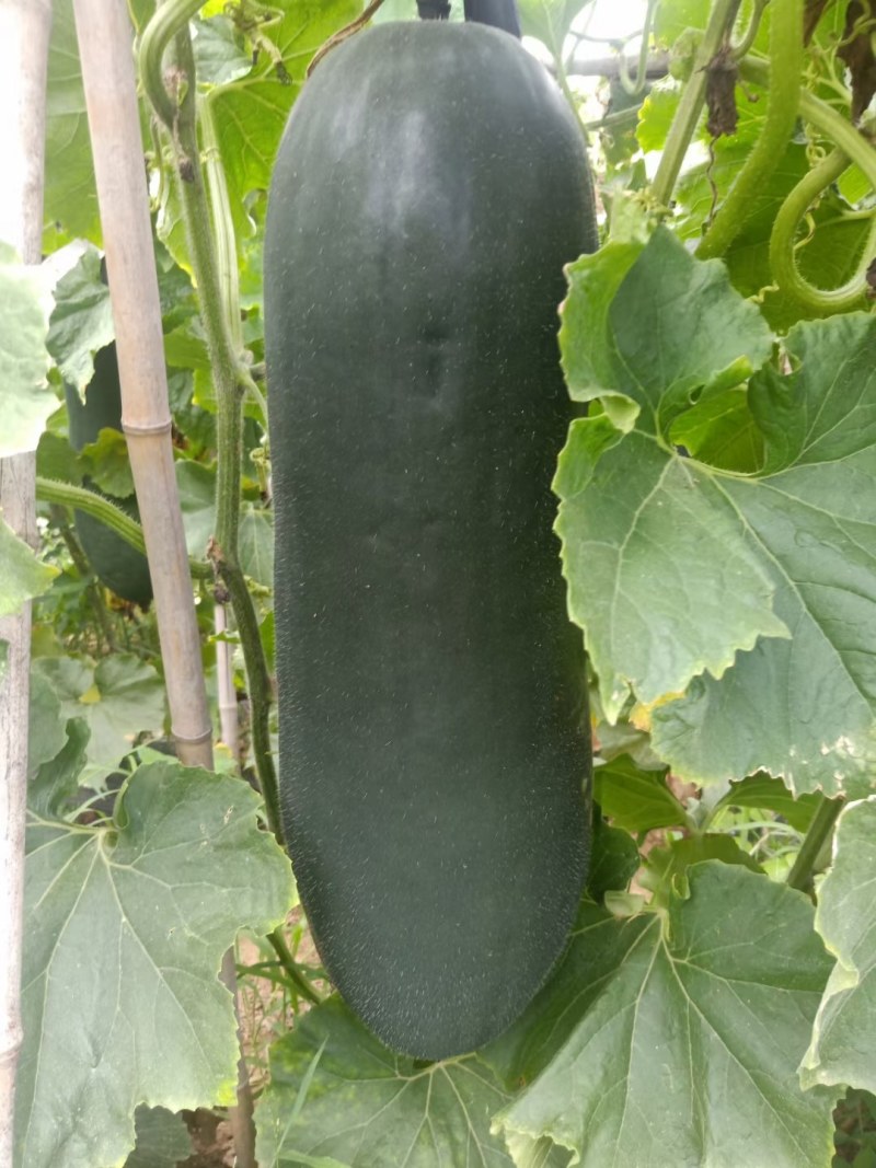 精品黑皮吊瓜，品质好，价格美