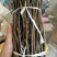 金蝉卵枝