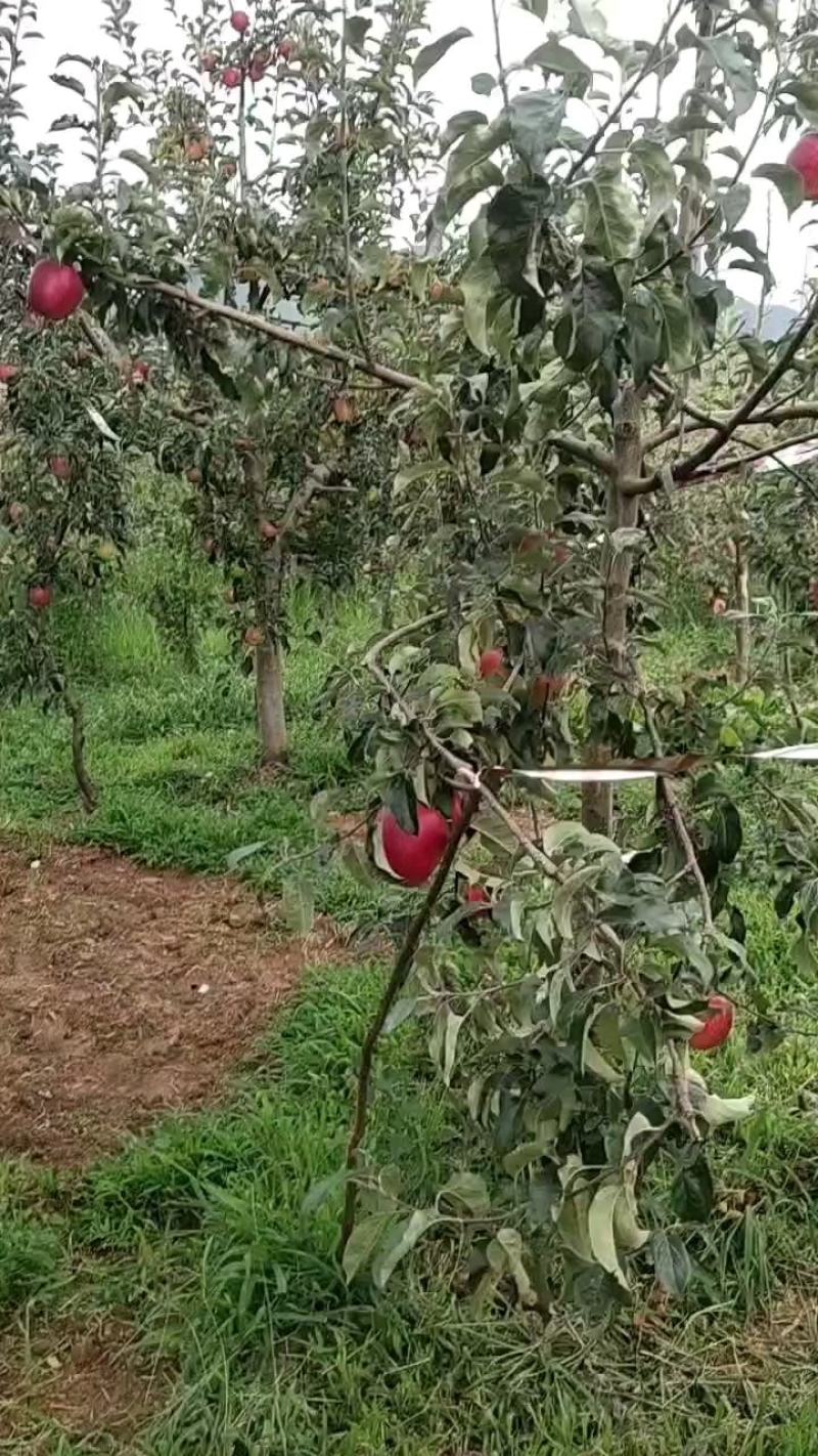 云南昭通早熟红露苹果樱桃小苹果产地直发