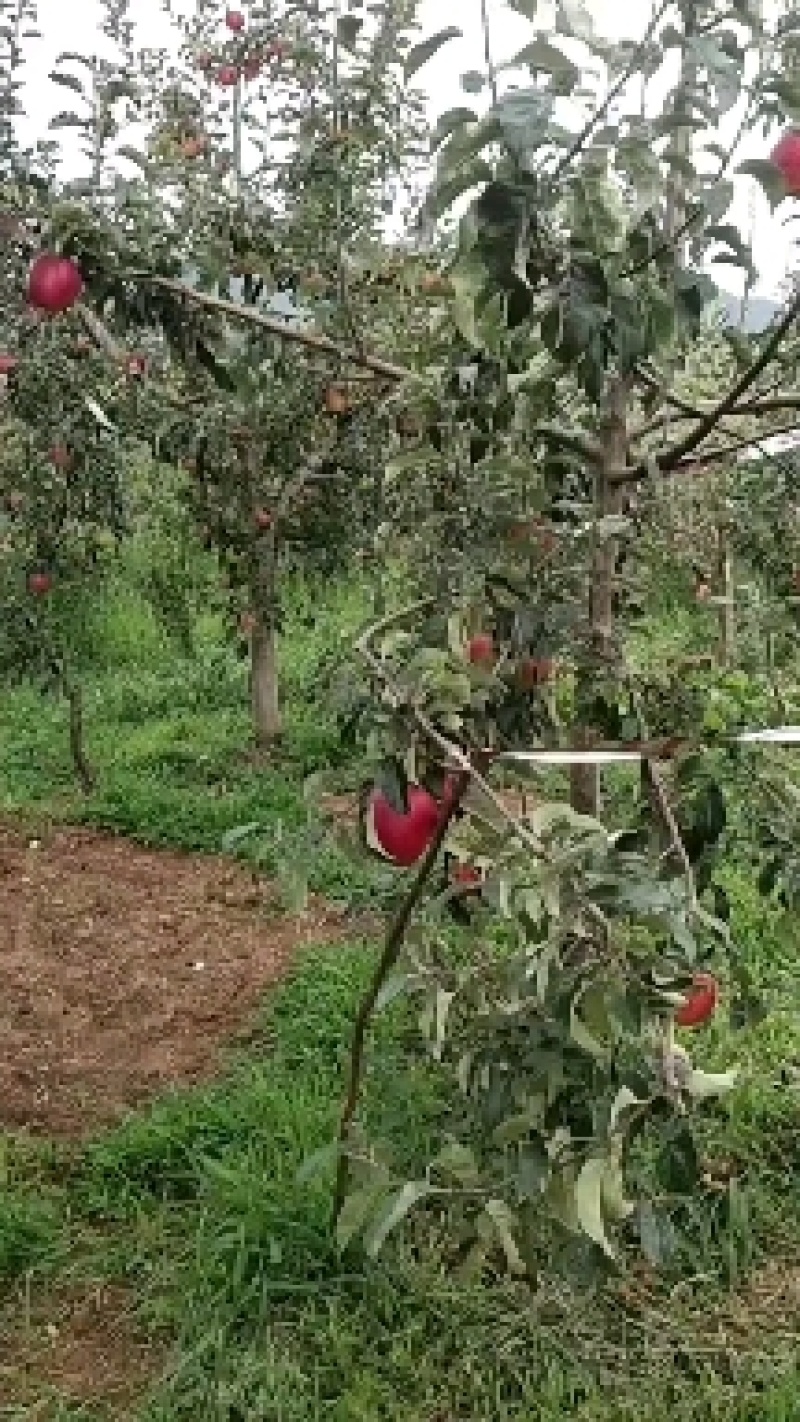 云南昭通早熟红露苹果樱桃小苹果产地直发