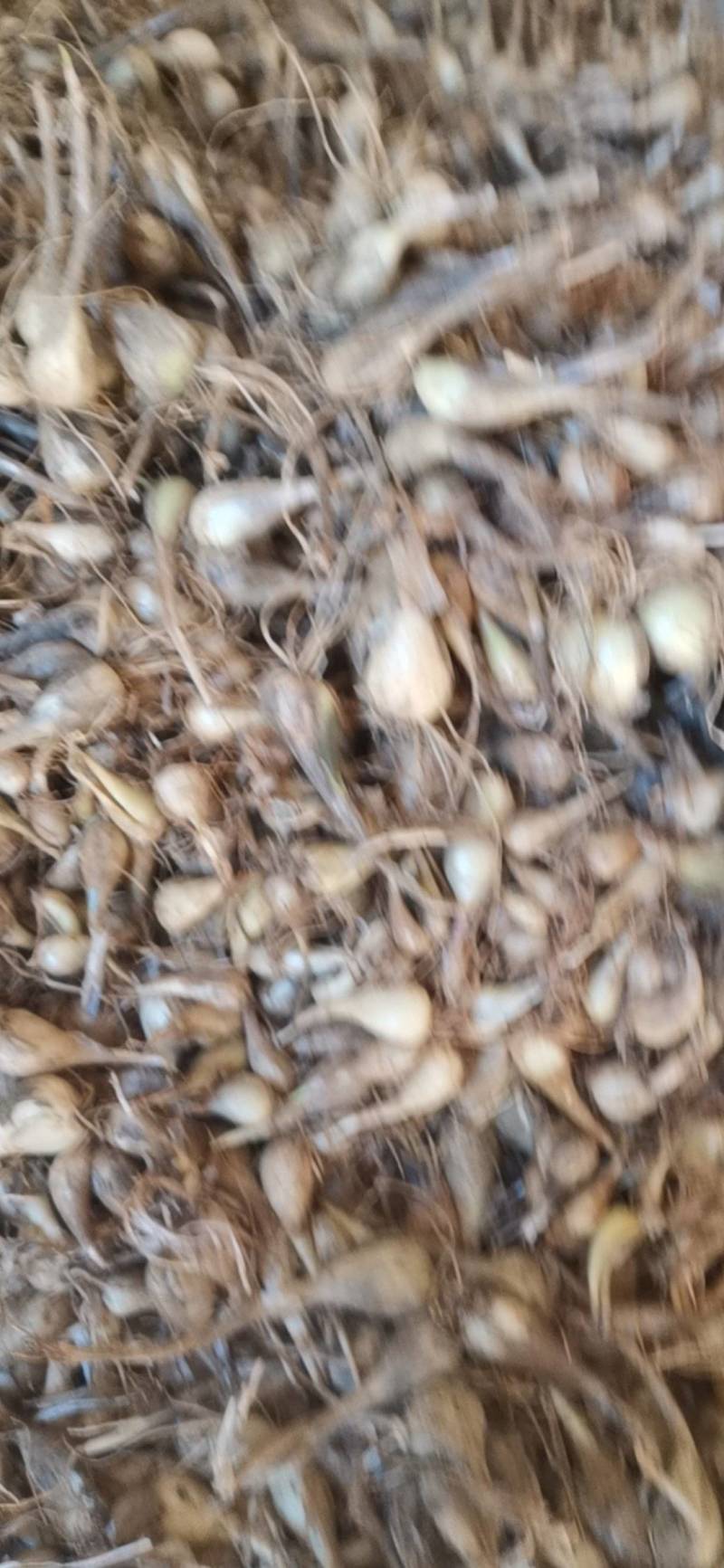 藠头种植户