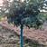 4公分树状月季高杆月季独杆月季树桩月季，基地直供月季树