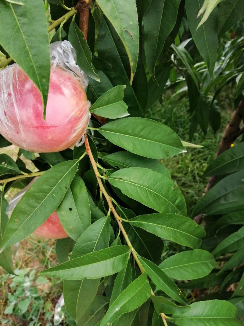 陕西大荔郑五，阿布白，桃王，北京8号大量上市中，