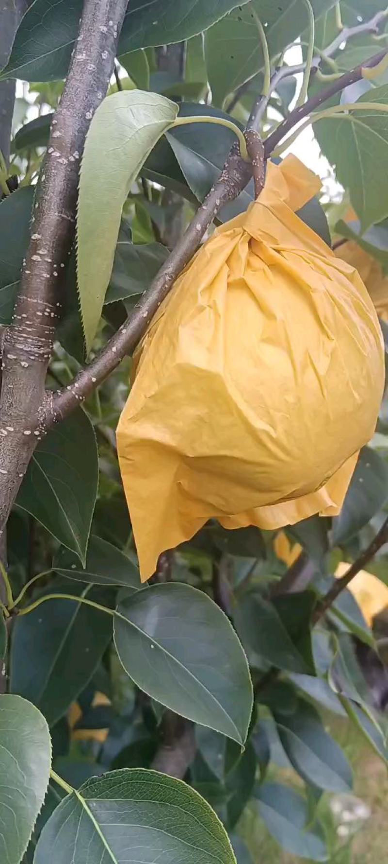 云南红河泸西高原雪花梨大量上市