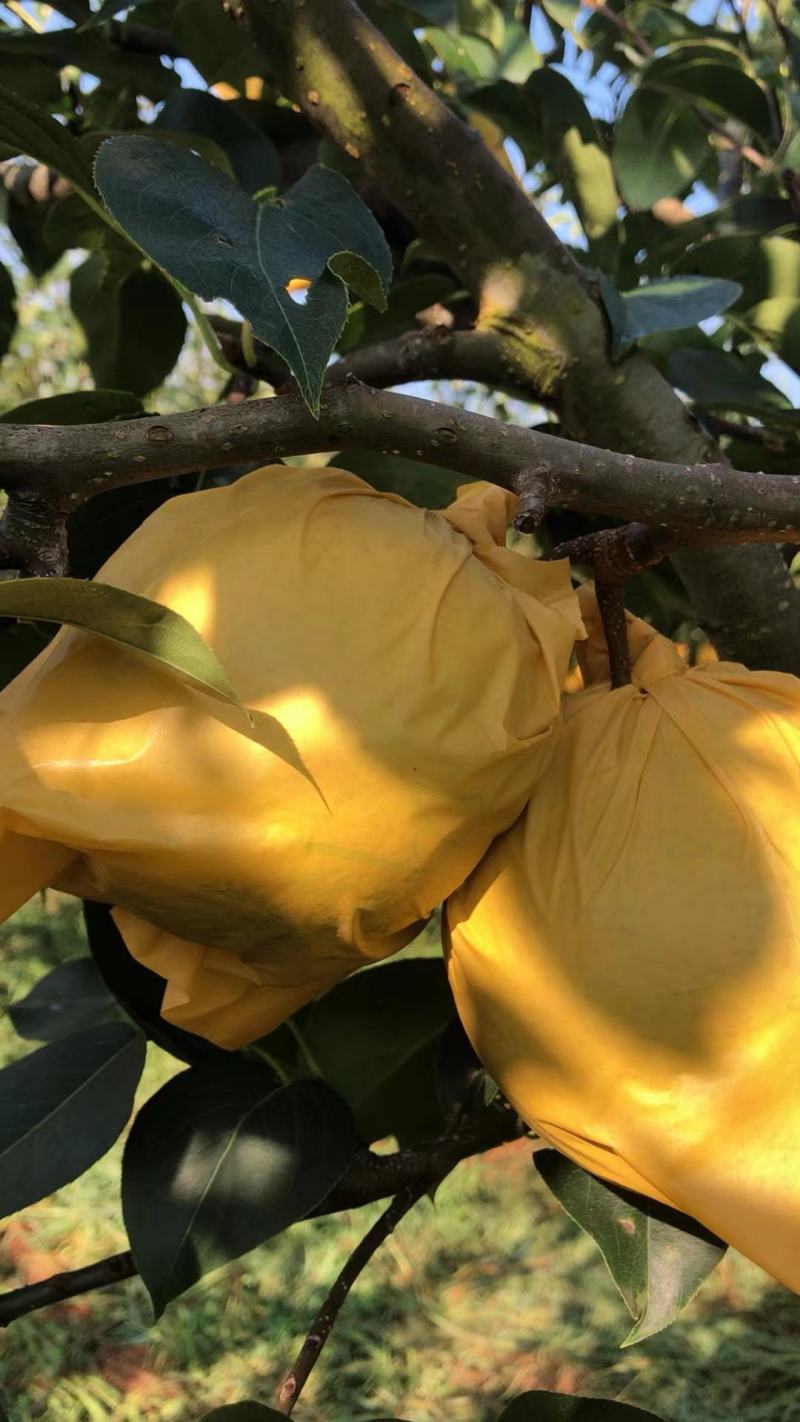 云南红河泸西高原雪花梨大量上市