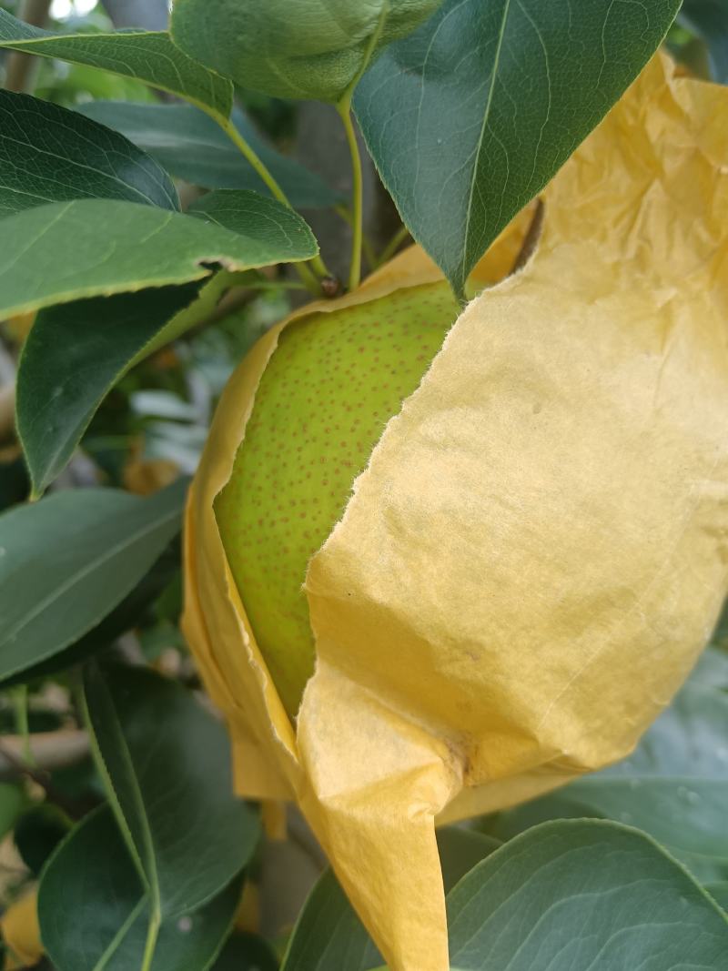 云南红河泸西高原雪花梨大量上市