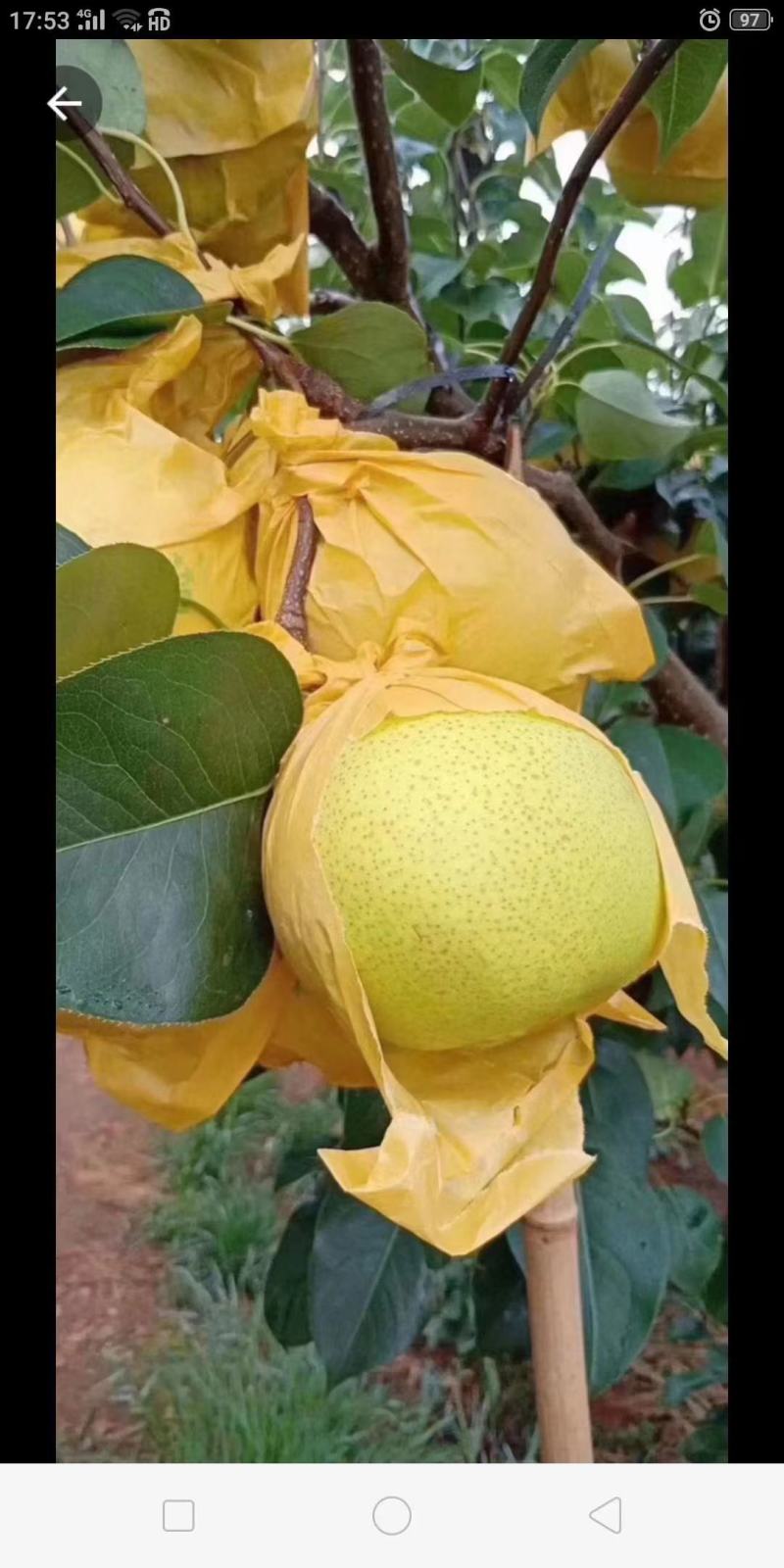 云南红河泸西高原雪花梨大量上市