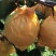 云南红河泸西高原雪花梨大量上市