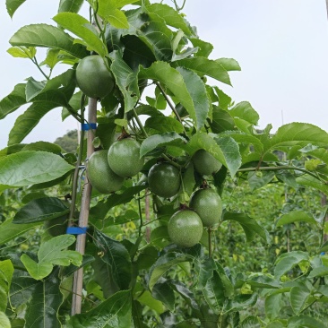 （热门）云南高山百香果