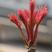 博林苗木中心专家培育博八红油香椿苗，博林值得信赖