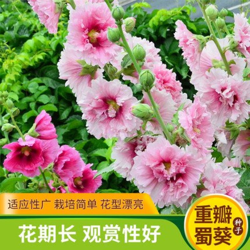 重瓣蜀葵花种子锦葵宿根多年生盆栽四季开花不断易活春季夏花