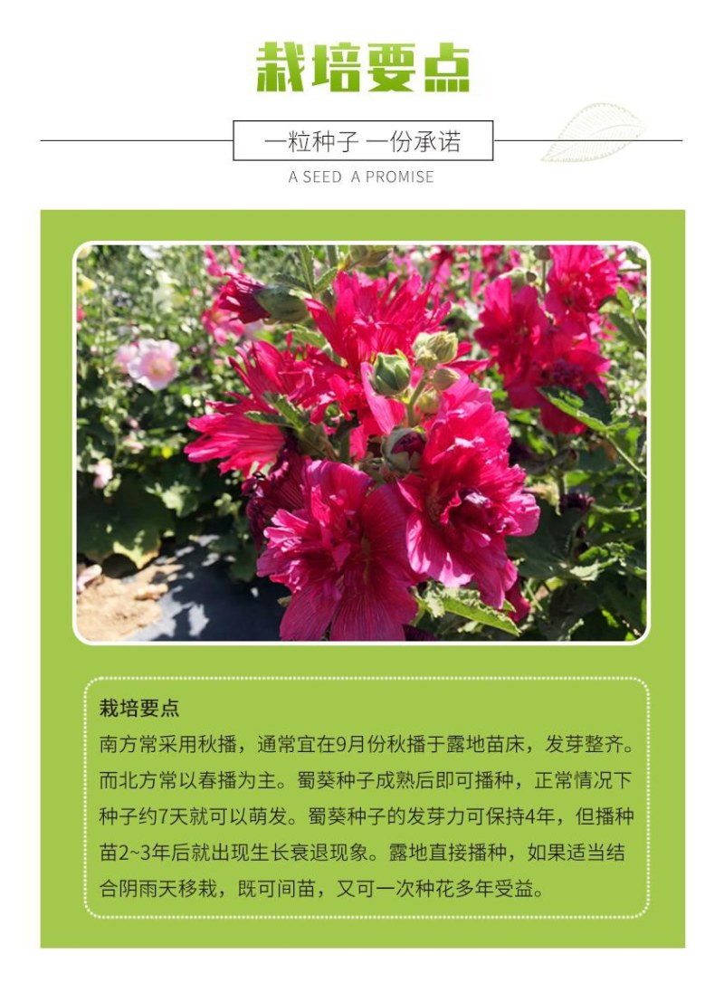 重瓣蜀葵花种子锦葵宿根多年生盆栽四季开花不断易活春季夏花
